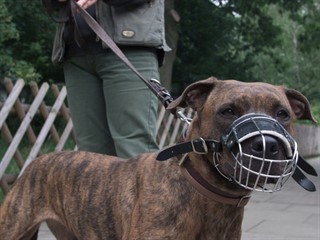 En Resistencia se dispusó por ley que solo se podrá pasear un perro de estas característica a la vez.