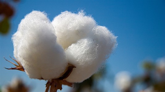 Derewicki: "Cuando no haya algodón, los industriales van a tener que aportar".