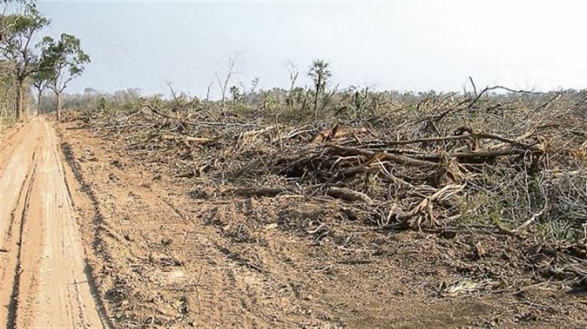 Olivares: "La tasa de deforestación ronda entre las 14 y 17 mil hectáreas anuales". 