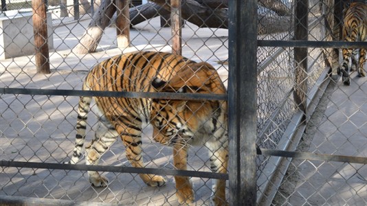Nueve tigres sufrían maltrato en un circo y fueron rescatados en 2015. Foto: Primera Línea.
