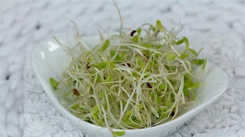 Los brotes de alfalfa aportan muchas proteínas a la dieta de las personas.