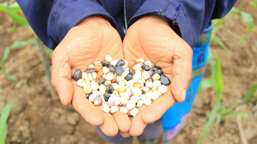Soto: "Son los pequeños productores los que realizan esta prácticas de manera ancestral". (Foto ilustrativa:  Red de Territorios Visibles)