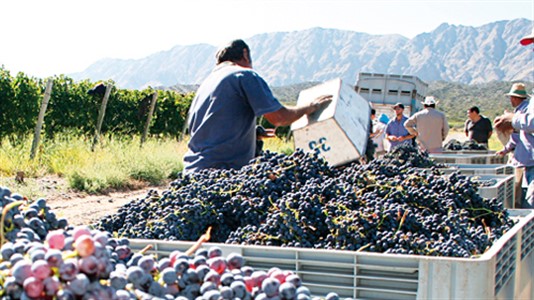 Según Fecovita, hay 100 mil trabajadores en el sector vinícola. 