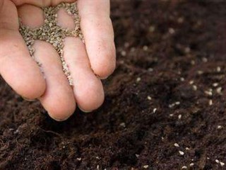 Conviene hacer germinar las semillas en un lugar fuera de la huerta. 