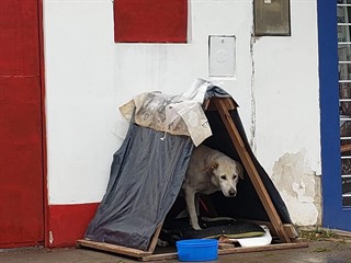 Una de las casitas que se destinaron a perros en situación de calle. 