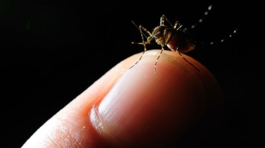 "Este es un mosquito más selvático y nuestra región no es compatible", informó Campias.
