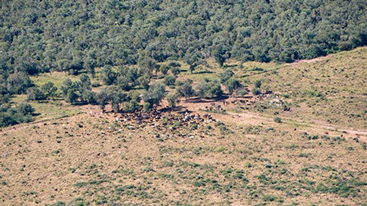 Con esta imagen la ONG ilustró su denuncia contra la deforestación en Chaco.