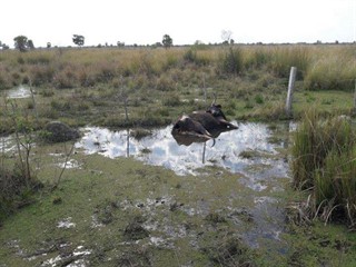 Grandes pérdidas de ganado a causa del desborde del dique regulador río Negro.