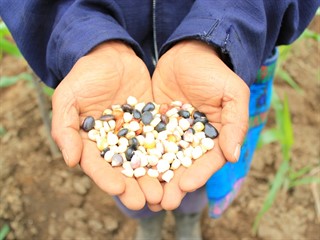 Soto: "Son los pequeños productores los que realizan esta prácticas de manera ancestral". (Foto ilustrativa:  Red de Territorios Visibles)
